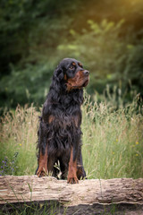 Gordon Setter