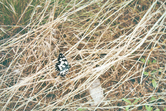 Black and white galatea butterfly closeup sitting in a dry grass