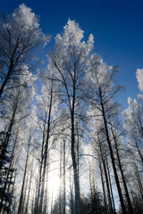 white frost on tree at sunny finnish winter day