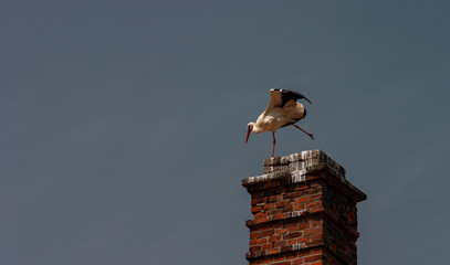Stork (Ciconia ciconia) on the top of the red brick chimney preparing for flying, blue sky.