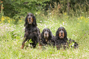 Gordon Setter
