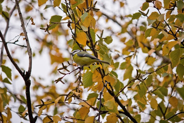 titmouse on a branch of a yellow autumn birch closeup