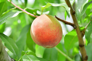 Japanese peach