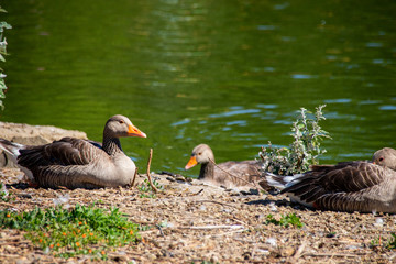 Geese by Lake