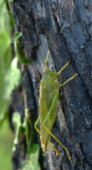 Großes Gruenes Heupferd; Tettigonia viridissima;
