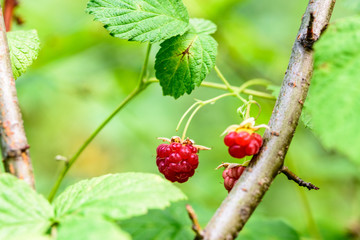 wild raspberry berry