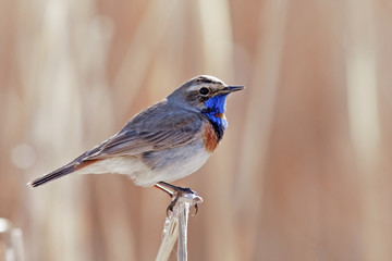 beautiful Bluethroat with a colorful plumage