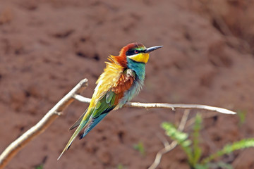beautiful colorful bird the bee-eater sitting on a tree branch