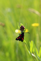 zygène dans la prairie