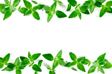 Thyme fresh herb background with copy space.