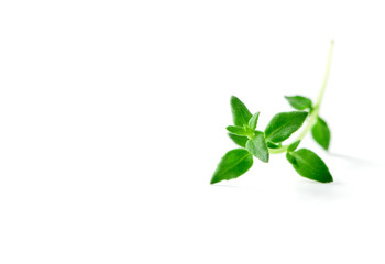Thyme fresh herb closeup isolated on white