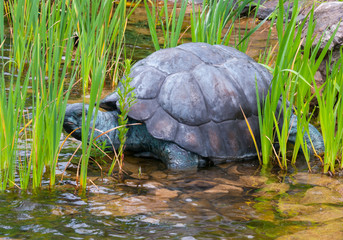 Large turtle with a powerful shell standing in a shallow pond near the shore among green plants