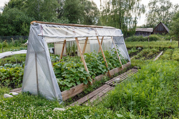 greenhouse for cucumbers in the garden made by own hands.