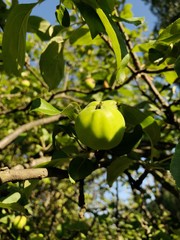 Green summer apples on a tree in the village 