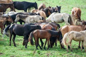 Horse Mongolian farm