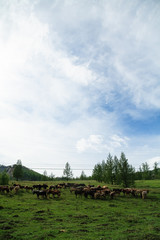 Fototapeta na wymiar Horse Mongolian farm