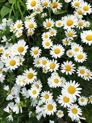 Flowerbed with beautiful white daisies in summer © Angelic