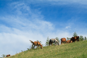 Horse Mongolian farm
