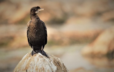 Cormorant -- Phalacrocoracidae is a family of approximately 40 species of aquatic birds commonly known as cormorants and shags.