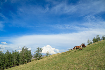 Horse Mongolian farm