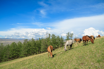 Fototapeta na wymiar Horse Mongolian farm