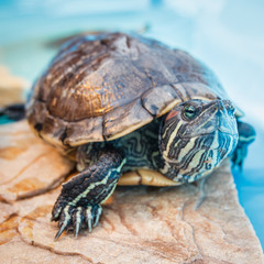 Red eared slider turtle (Trachemys scripta elegans) resting in the summer sunlight