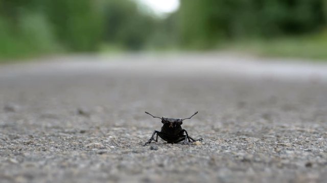 Beetle deer on the asphalt road creeps. Lucanus cervus. Close-up. Summer day. Insect beetle deer crawls the road.