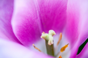 Fototapeta na wymiar Closeup of the blooming pink tulip flower