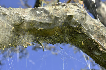 Apfel-Gespinstmotte; Yponomeuta malinellus;