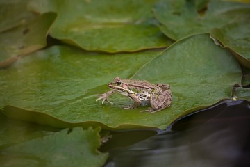 A green frog  sits on a green lily leaf in a pond