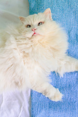 Fototapeta premium Cat