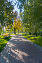 golden autumn in a park with trees dropping the leaves in the still green grass