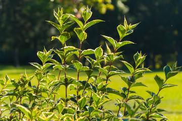 Obraz premium Spring bush with bright, juicy, green leaves, which have recently blossomed