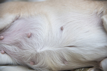 Dog belly fawn color, close up.