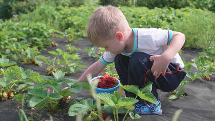 The child collects red ripe red berry . Gently breaks the berry and puts it in a child's bucket. Harvesting in the garden.