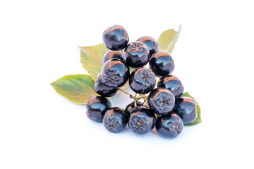 Chokeberry or Aronia melanocarpa isolated on white background.