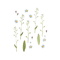Watercolor forget-me-not flowers on stems isolated on white background. Hand drawn botanical illustration for Save the Date, Valentines day Cards, Wedding invitation, Covers. Poster, textile design.