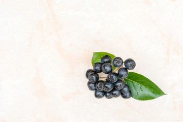 Chokeberry or Aronia melanocarpa on ceramic background. Copy space for text.