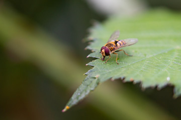 Fototapeta premium Hoverfly On Leaf