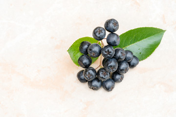 Ripe juicy Chokeberry or Aronia melanocarpa on ceramic background. Organic and vegetarian food full of vitamin and antioxidant.