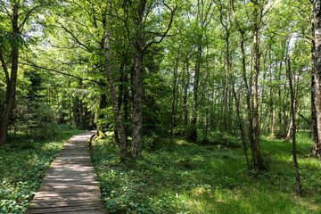 Fototapeta na wymiar Birch tree forest in spring at a marsh