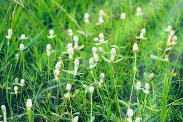 Closeup beautiful green grass with light ray background.