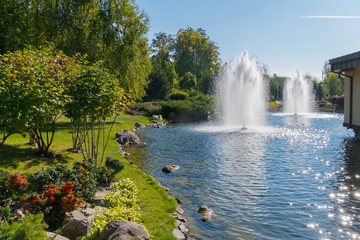 Naklejka premium The bush of a flowering orange quince on an alpine flowerbed with hosts near a lake with fountains. Mezhygirya Ukraine