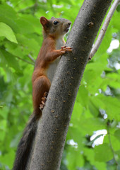 Squirrel in the Park of Friendship in Moscow