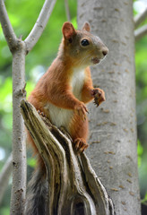 Squirrel in the Park of Friendship in Moscow