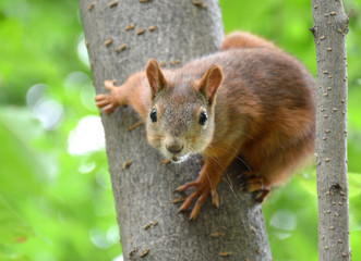 Obraz premium Squirrel in the Park of Friendship in Moscow