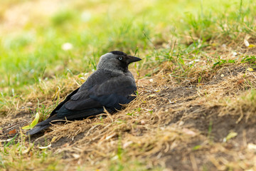  A Western Jackdaw crow rest on the grass in a park