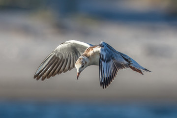 Möwe im flug