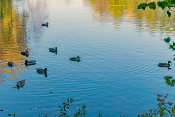 A flock of ducks with beaks of different colors floats in a pond with mirror clean water