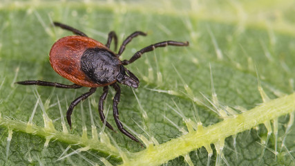 Close-up of big deer tick on nettle leaf. Ixodes ricinus. Urtica dioica. Dangerous infectious...